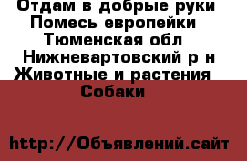 Отдам в добрые руки. Помесь европейки - Тюменская обл., Нижневартовский р-н Животные и растения » Собаки   